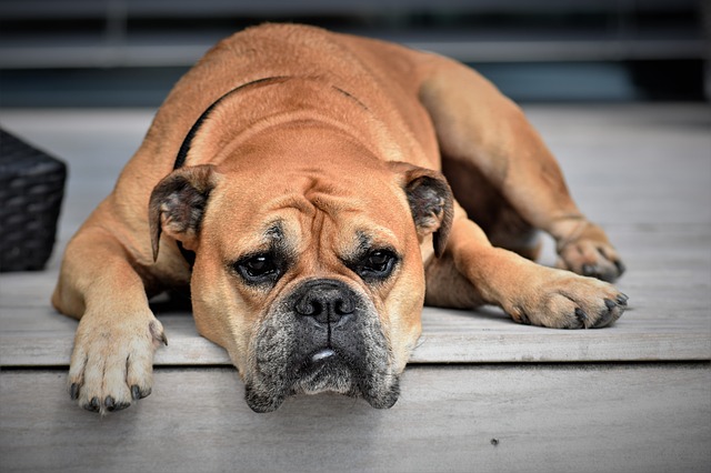 Pitbull English Bulldog Mix