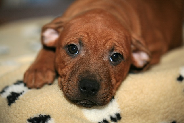 brown american bull terrier puppy