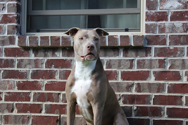 gray pit bull american bull terrier