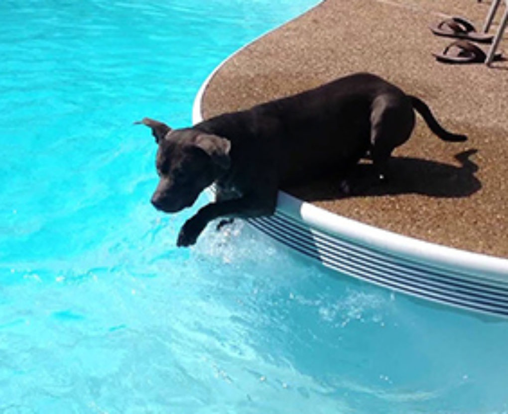 poolside paddling pitbull fi