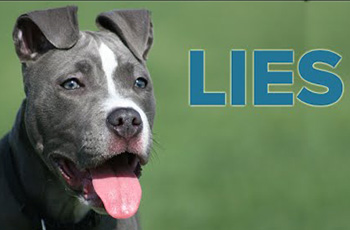Myths & Misconceptions vs. The Truth About Pit Bulls