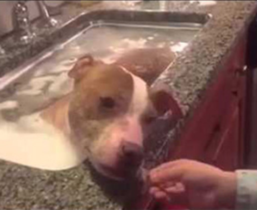 rudy the pit bull is abused and abandoned and never makes it to his fur ever home fi